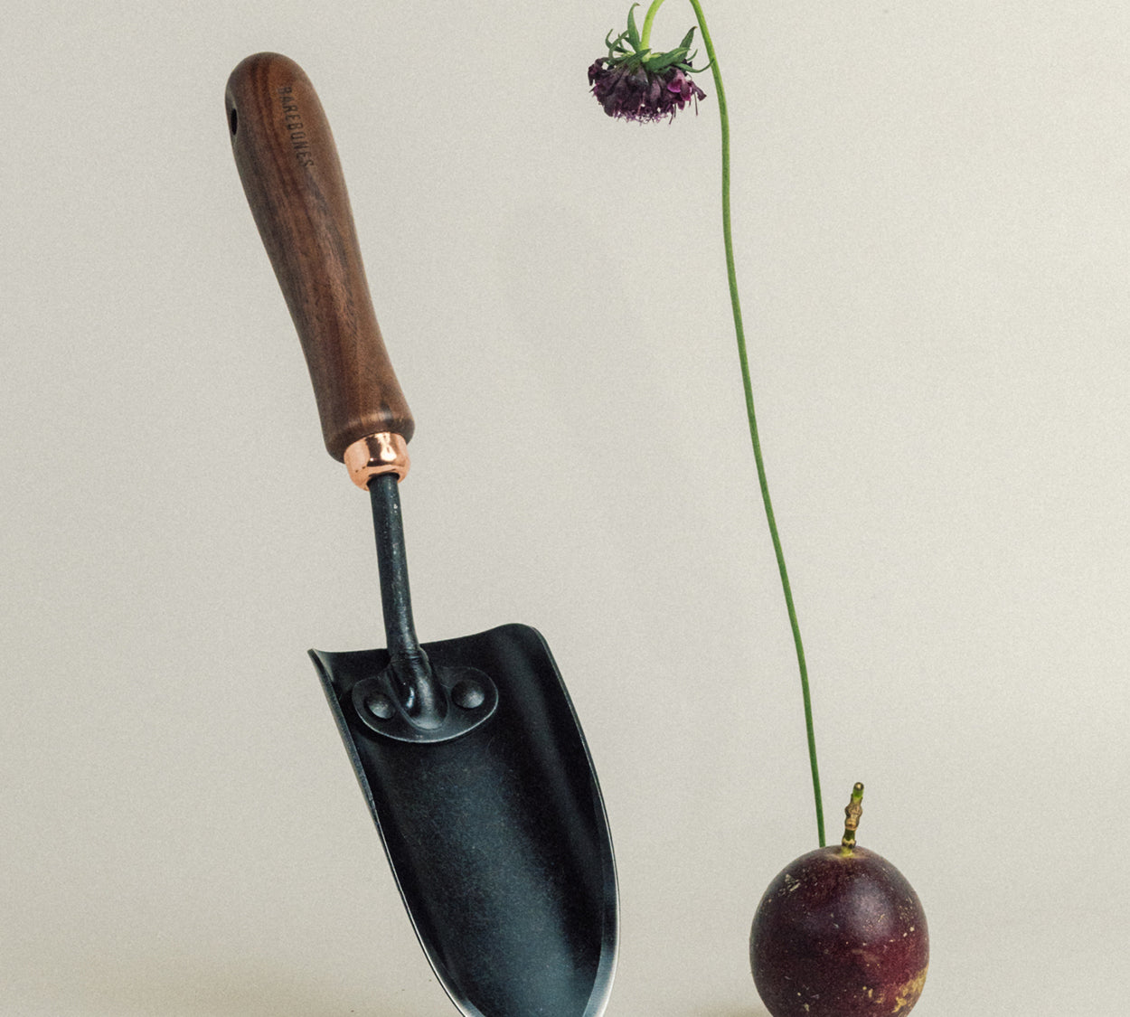 Natures tools | Genus Acacia
