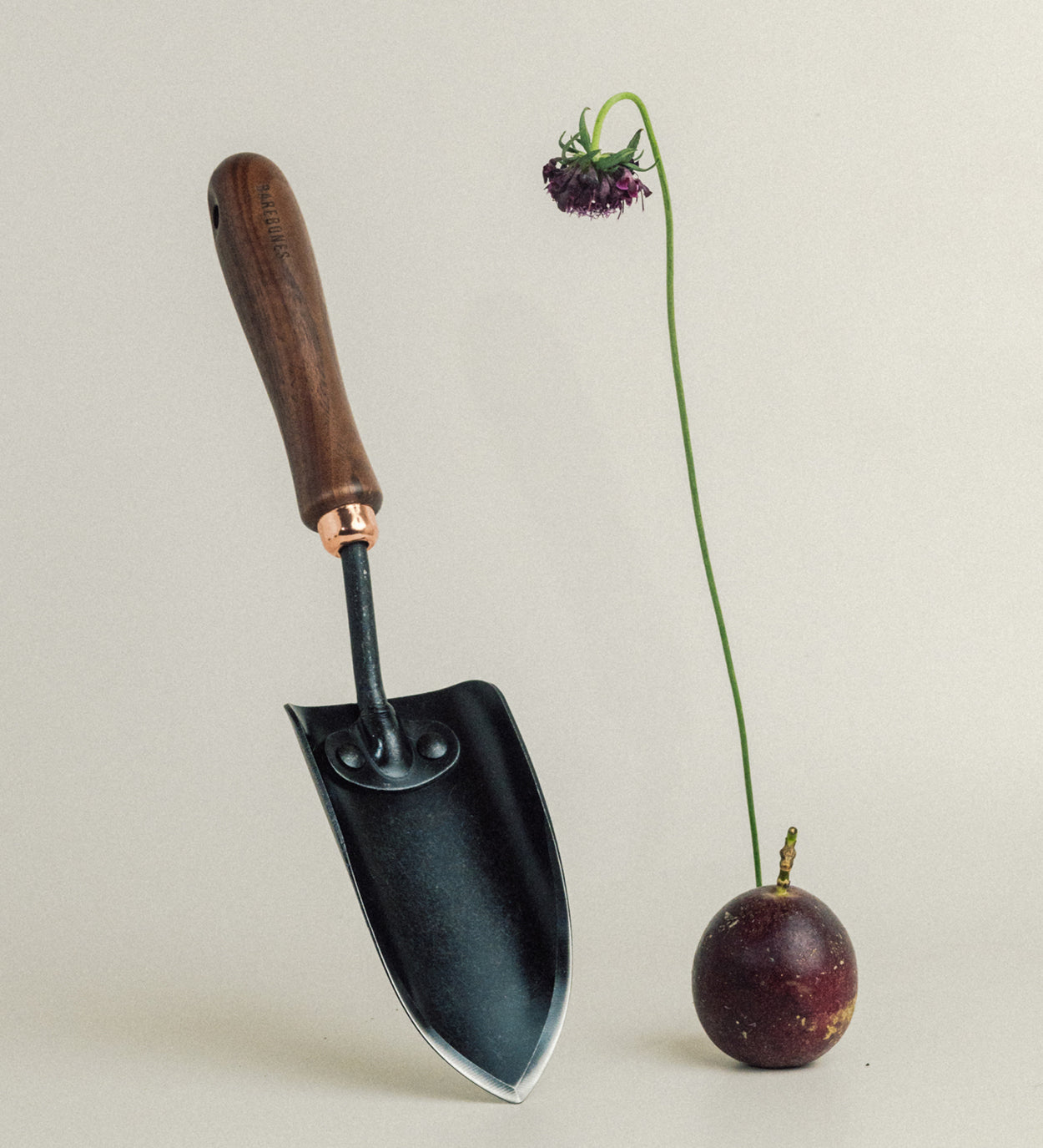 Natures tools | Genus Acacia