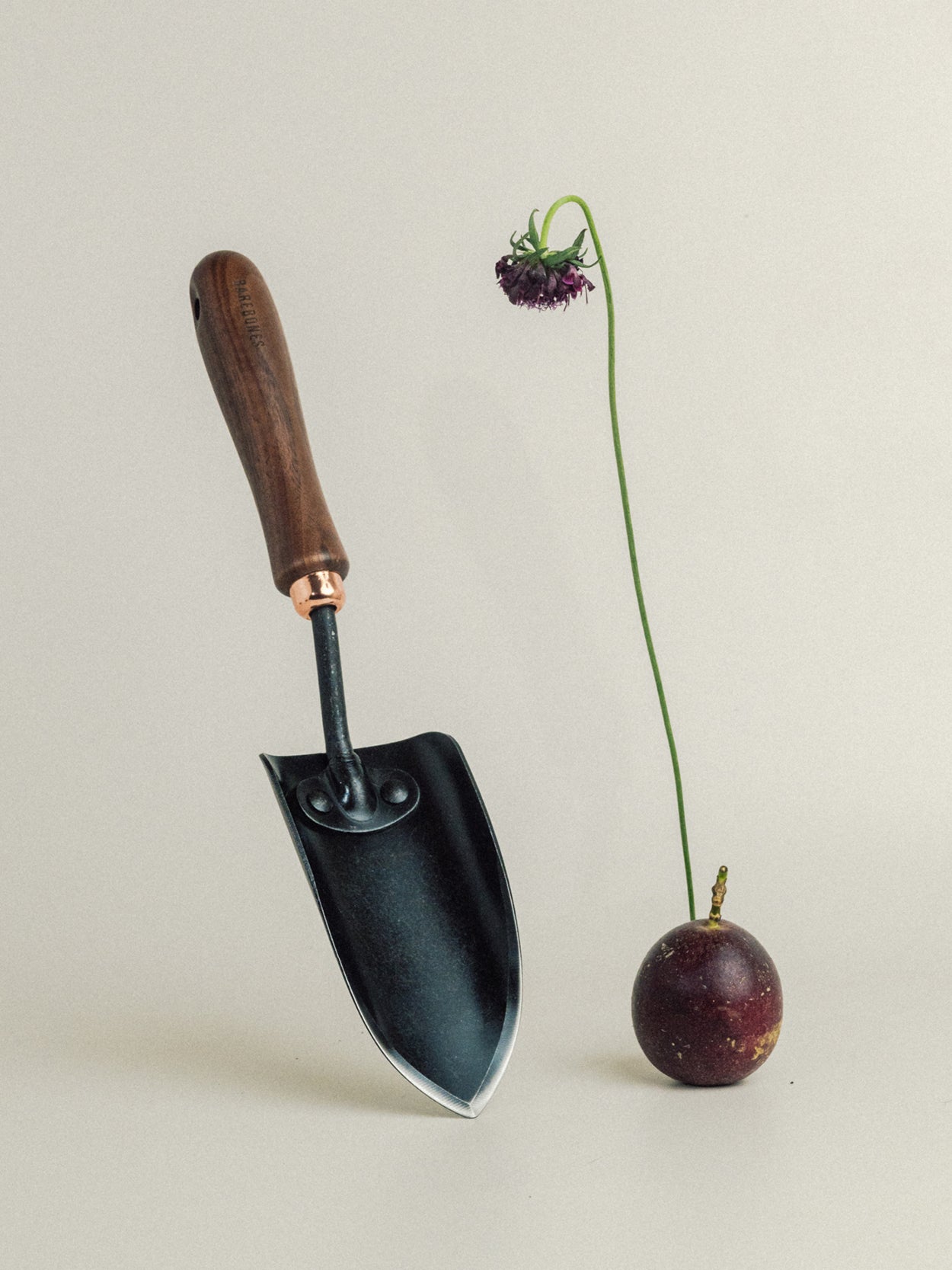 Natures tools | Genus Acacia